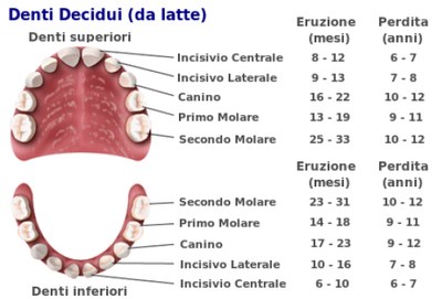 QUANTI DENTI HA UN UOMO